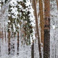 Сосенки :: Александр 