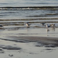 чайки у моря :: linnud 