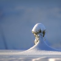 В лесу родилась... сосенка ) :: Olenka 