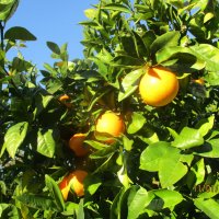 апельсины в январе в турции. :: Зинаида 