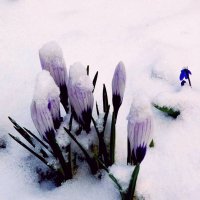 Шафран в снегу... :: Генрих 