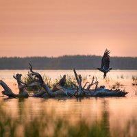 Астраханский заповедник. :: Елена Савчук 