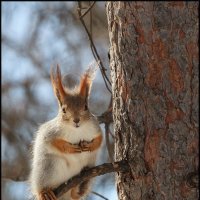 Во весь рост :: Александр Тарноградский