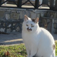 Турецкая кошка.. :: Зинаида 