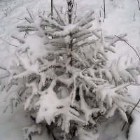 Маленькая елочка зимой :: Елена Семигина