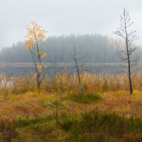 Молчаливая осень. :: Юля Елисеева