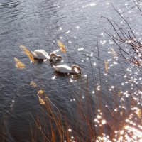 Лебеди на пруду. :: Liudmila LLF