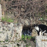 Кот на развалинах. :: Зинаида 
