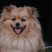 Портрет моей собаки :: Irene Irene