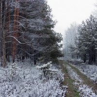 Января мерцающим затшьем... :: Лесо-Вед (Баранов)