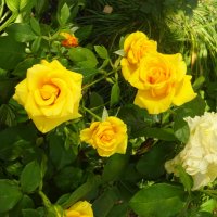 Жёлтые розы :: Наталья Цыганова 