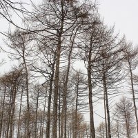 Когда деревья были большими... :: Ольга Юртаева