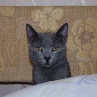 кот обыкновенный  - любопытный :: Владимир Мазаев Астрахань 