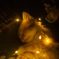 Милый котенок в светодиодной гирлянде :: Мария Кудрявцева