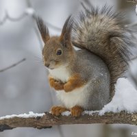 Утренняя белочка :: Елена Швыдун