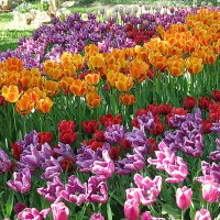 Тюльпаны - это дивные цветы... :: Валентина Жукова