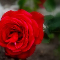 Пурпурная роза :: Валентина 