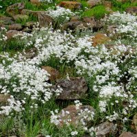 Ясколка  (Cerastium tomentosum) :: Александр Чеботарь