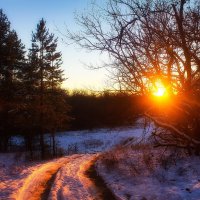 Зимний закат в сосновом лесу. :: Людмила 