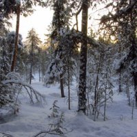 В зимнем лесу. :: Галина Полина