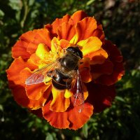 Осенняя страда у пчеловидки... :: Лидия Бараблина