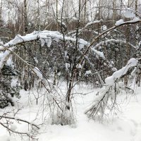 архив прошлых зим ( в этом году пока нет снега...) 1 :: Александр Прокудин