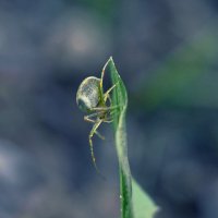 Araneus :: Ivan .D