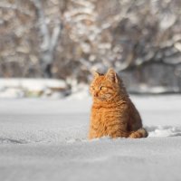 Эх,думы мои. Ладно,мороз и солнце день чудесный... :: Евгений Воропинов