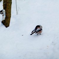 Куда, куда..По делам, не скоро вернусь :: Raduzka (Надежда Веркина)