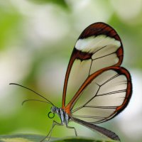 Грета Ото или Стеклянная бабочка :: Bo Nik
