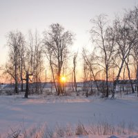 Закат сквозь березы. :: сергей 