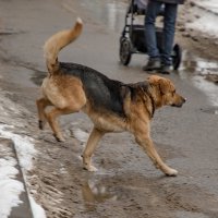 Неудобно, но зато две ноги будут сухие. :: Анатолий. Chesnavik.