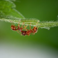 Красные муравьи :: Вероника Куницына