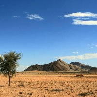 Дерево в пустыне Намиб :: Зуев Геннадий 