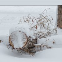 Жизнь дерева :: Александр Тарноградский