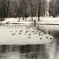 Городской парк в феврале :: Милешкин Владимир Алексеевич 