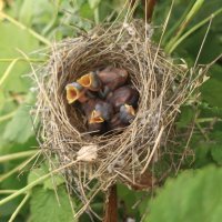 Птенцы камышовки, спрятаны в малине :: Елизавета Чеканова