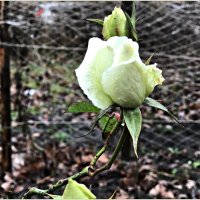 Февральская роза. :: Валерия Комова
