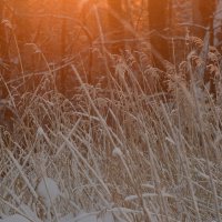 Зимний пейзаж живописной Чудо-поляны :: Дарья Меркулова