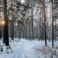 "Солнечный зайчик прилег за сосной, Солнечный зайчик- веселый, смешной..." С. Кожевников. :: Надежда 