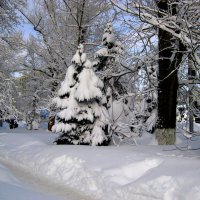 Пришла зима, надела шубы на деревья... :: Лидия Бараблина