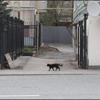 Кот, который сам по себе :: Александр Тарноградский