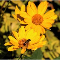 Пчёлка на цветке. :: Anatol L