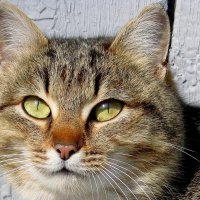 Портрет мартовской кошки в парке... :: Лидия Бараблина