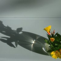 Цветы с тенью :: Зуев Геннадий 