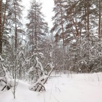 Дремлет лес под сказку сна :: Денис Бочкарёв