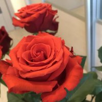 Розы....розы...розы... :: Валентина Жукова