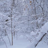 снег :: Аркадий Баринов