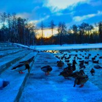 Рассвет с утками :: Сапсан 