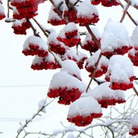 Рябина в снегу :: Владимир 